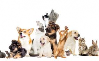 Service garde animaux