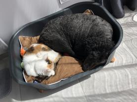 Service garde animaux