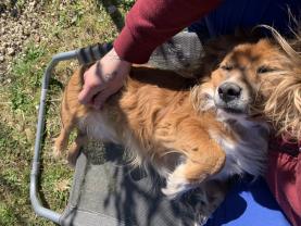Service garde animaux