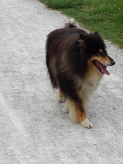 Service chien