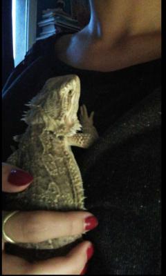 Service reptile