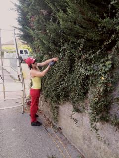 Service taille de haies