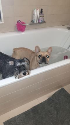 Service chien
