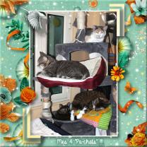 Service garde animaux