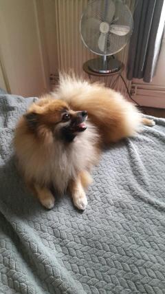 Service garde animaux