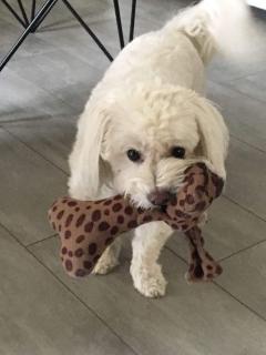 Service chien