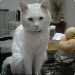 Service chat