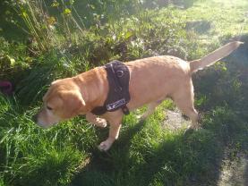 Service chien