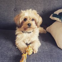 Service chien