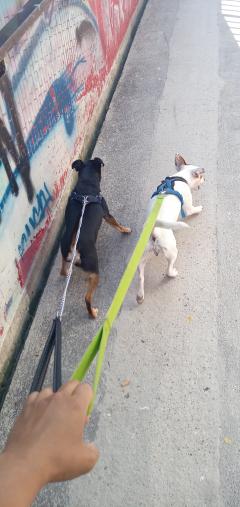 Service garde animaux