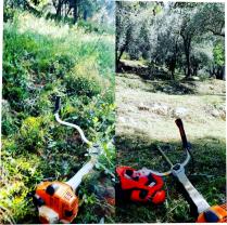 Location taille haie