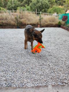 Service chien