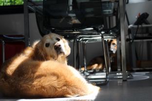 Service chien