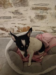 Service chien