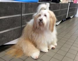 Service chien