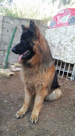 Service garde animaux