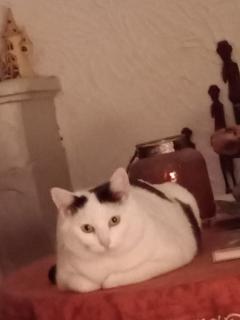 Service garde animaux