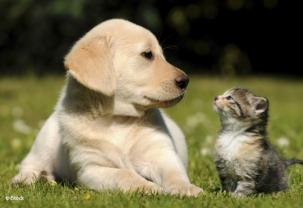 Service garde animaux