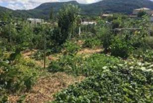 Location jardin potager