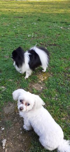 Service chien