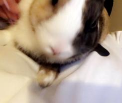 Service garde lapin