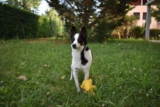 Service chien