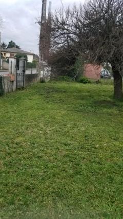 Service tonte de pelouse
