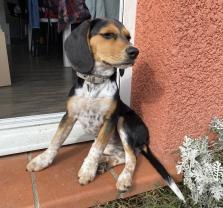 Service garde animaux
