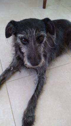 Service chien