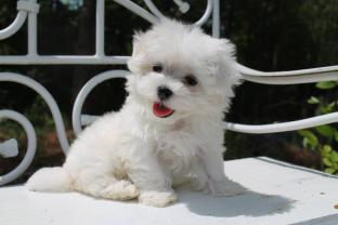 Service chien