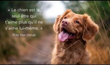 Service chien