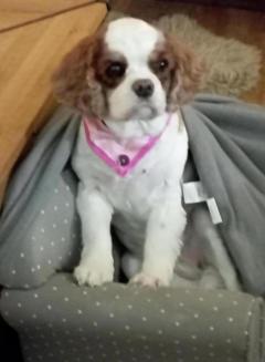 Service chien
