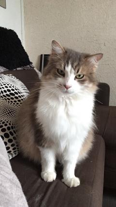 Service garde animaux