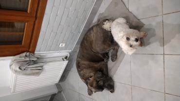 Service chien