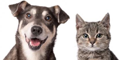 Service garde animaux