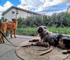 Service chien