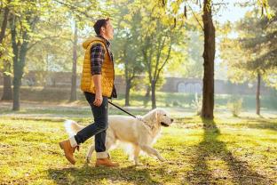 Service chien