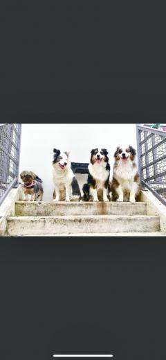 Service garde animaux