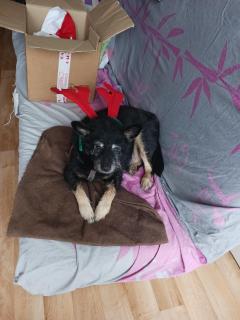 Service chien