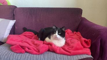 Service garde animaux