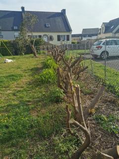 Service dessouchage