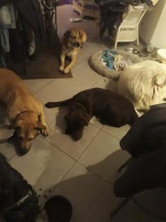Service chien