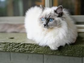 Service garde animaux