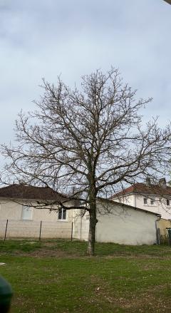 Service coupe de bois