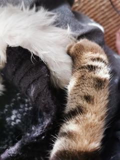 Service garde animaux