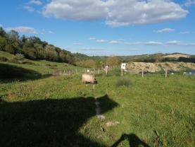 Service garde animaux