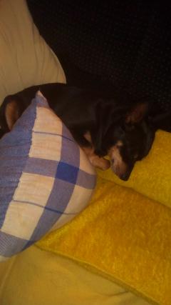 Service chien