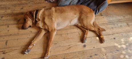 Service chien