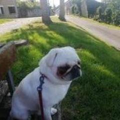 Service chien