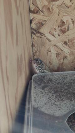 Service reptile